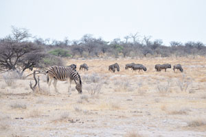 A Burchell's zebra and blue wildebeests are grazing somewhere between Chudop Waterhole and Kalkheuwel Waterhole