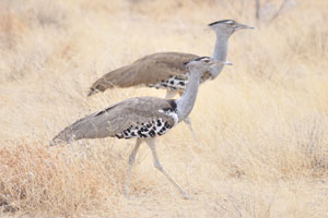 The kori bustard is found throughout southern Africa, except in densely wooded areas