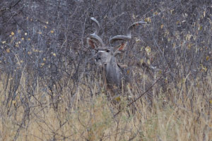 A bull greater kudu is seen through a bush
