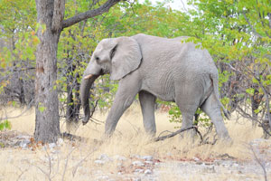 An African elephant walks in the forest