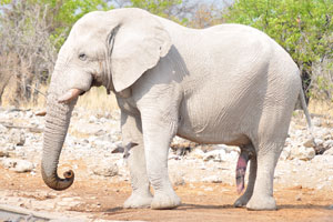 An African elephant of white color has a big penis