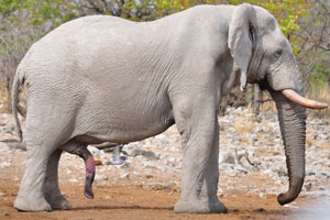 An African elephant of white color has the second “trunk”