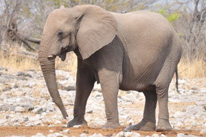 A female African elephant