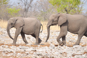 African elephants are walking to Kalkheuwel Waterhole