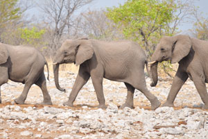 Three African elephants are walking to Kalkheuwel Waterhole