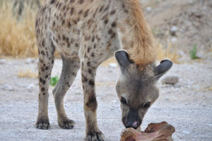 A giraffe's vertebra is a toy for a hyena