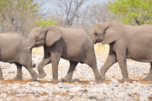 Three African elephants