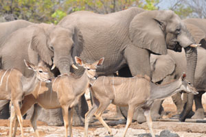 Mature African elephants and juvenile greater kudus