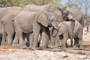 African elephant societies are arranged around family units