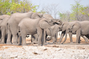 African elephants form deep family bonds and live in tight matriarchal family groups of related females called a herd