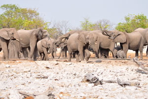 African elephants are at Kalkheuwel Waterhole