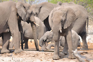 The herd of African elephants is led by the oldest and often largest female in the herd, called a matriarch