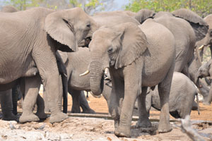The herd of African elephants consists of 8-100 individuals depending on terrain and family size