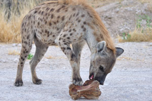 A hyena tries to gnaw a giraffe's vertebra