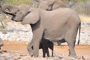 A female African elephant with her calf are drinking from Kalkheuwel Waterhole