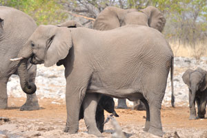 African elephants can display signs of grief, joy, anger and play
