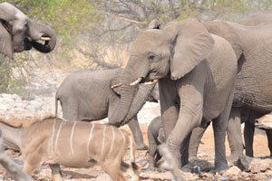Today, there are an estimated 450.000-700.000 African elephants and between 35.000-40.000 wild Asian elephants