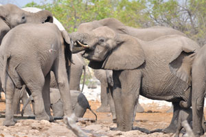 Calves of the African elephant weigh between 200-250 lbs at birth