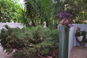 Exotic plants grow on the territory of the Onze Rust Guest House