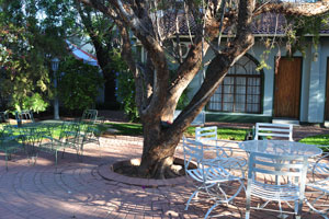 A huge tree grows in the inner courtyard of the Onze Rust Guest House