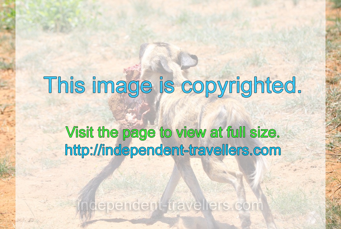 An African wild dog is walking with a huge piece of meat