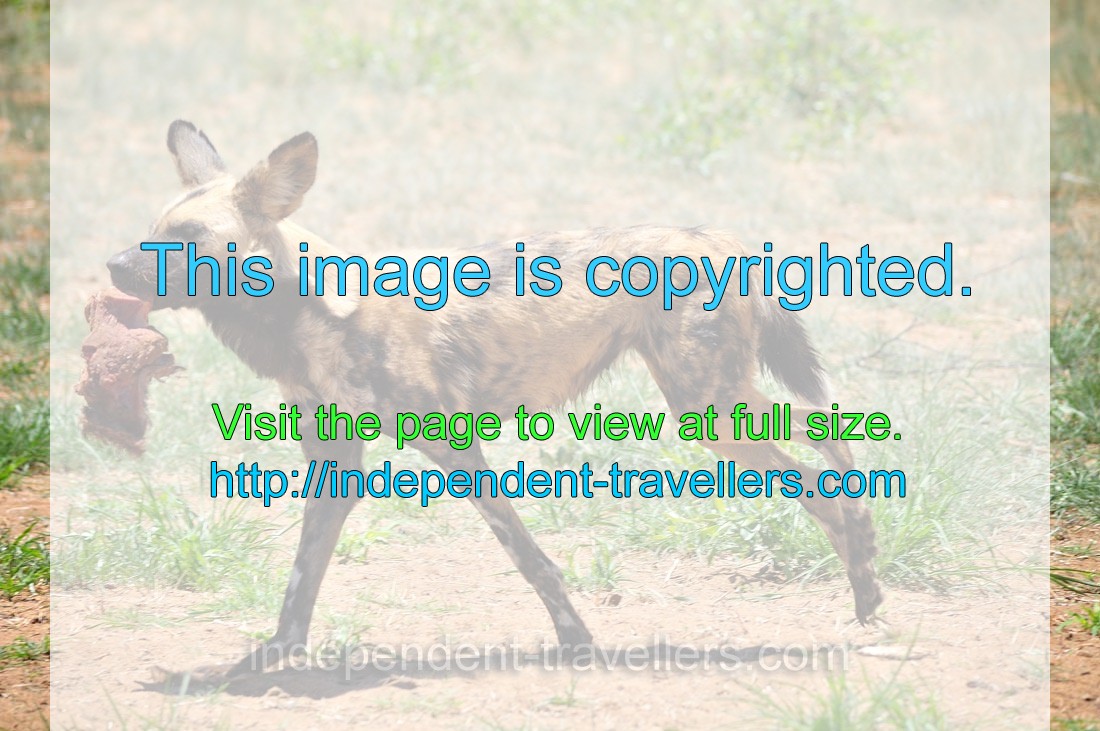 An African wild dog is running with a piece of meat