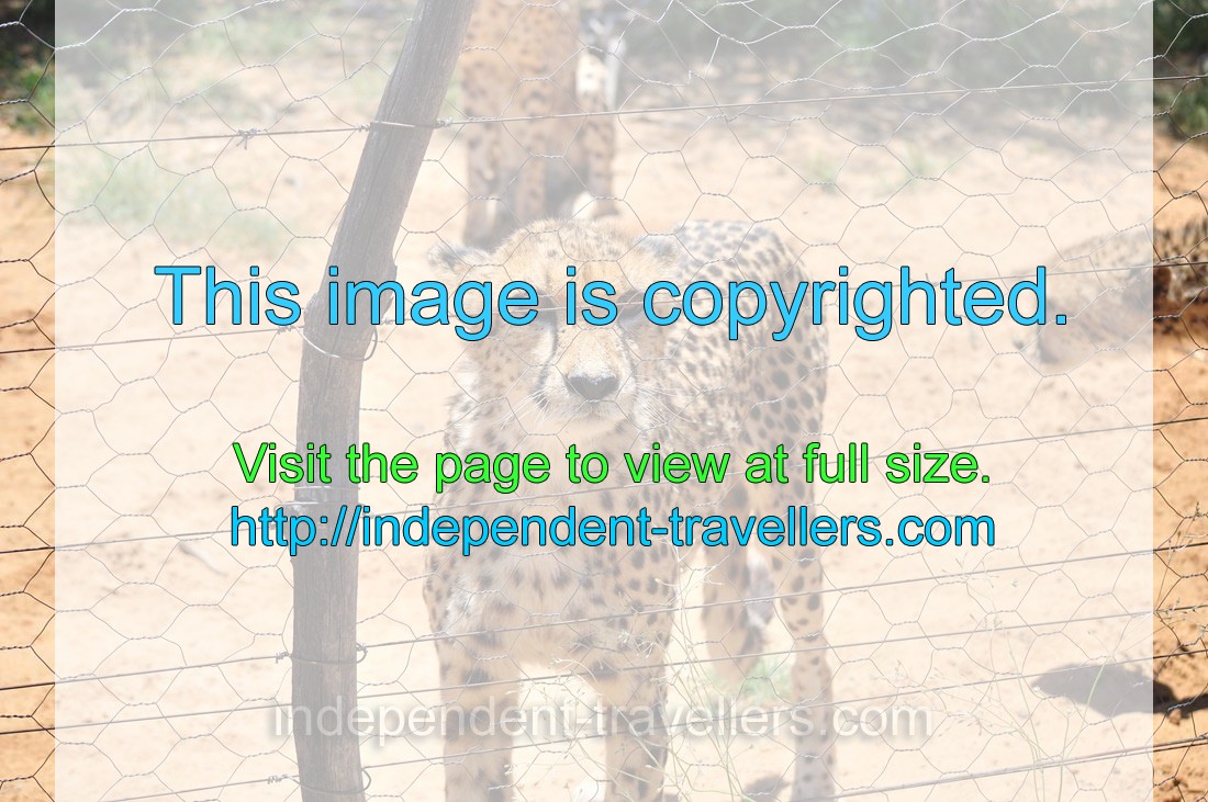 A cheetah is behind an electric fence