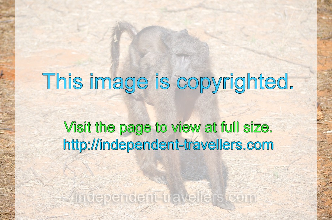 A baboon with an infant