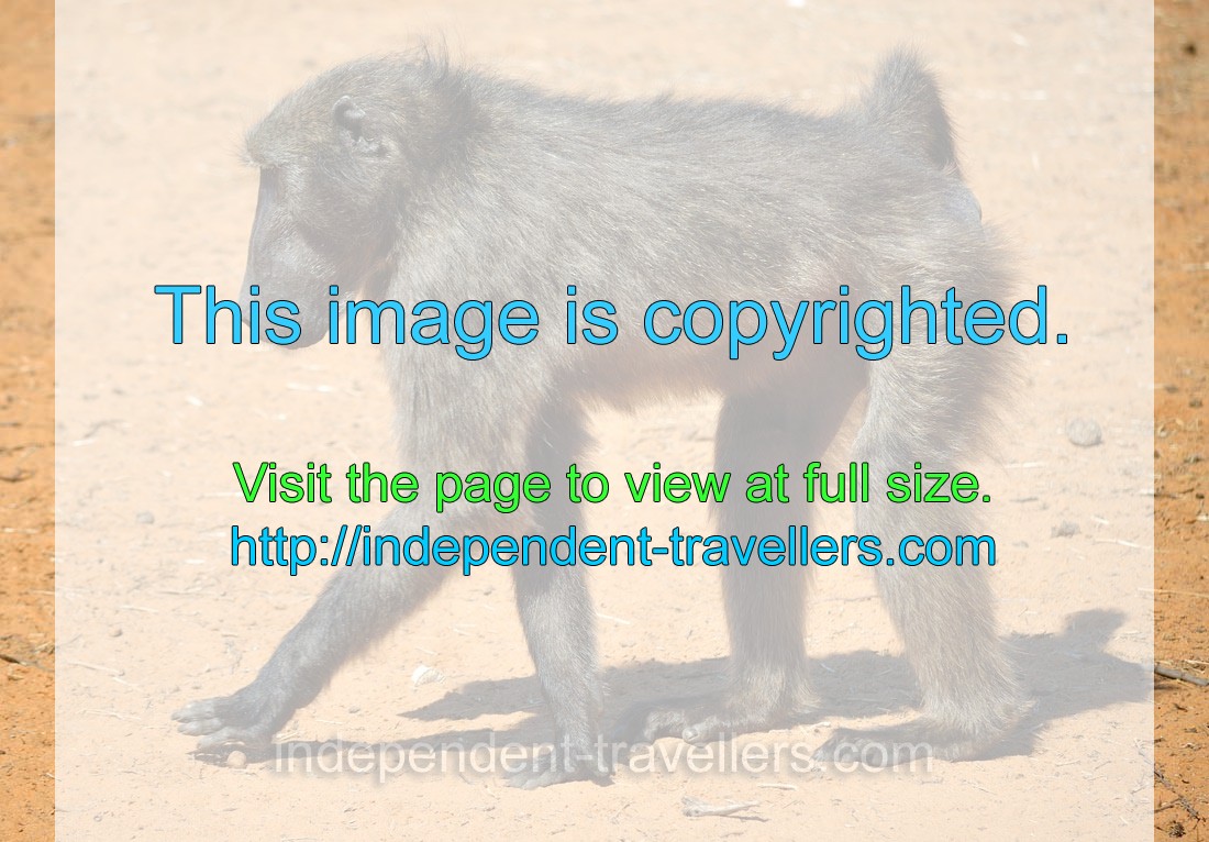 A baboon is cautious while walking