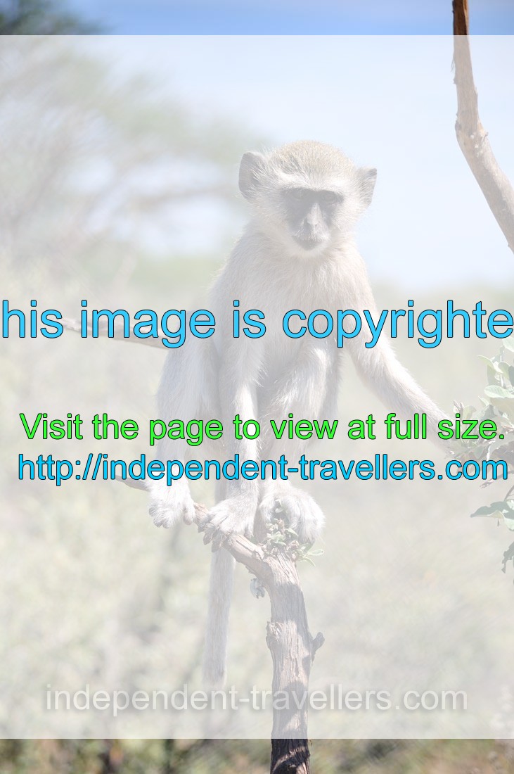 The vervet monkey “Chlorocebus pygerythrus” is an Old World monkey of the family Cercopithecidae native to Africa