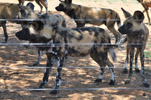 African wild dogs are behind an electric fence