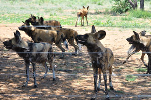 African wild dogs are waiting for food