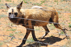 The African wild dog “Lycaon pictus” is a canid native to Sub-Saharan Africa