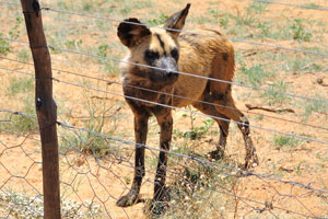The African wild dog is a highly social animal, living in packs with separate dominance hierarchies for males and females