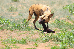 An African wild dog is gnawing a piece of meat