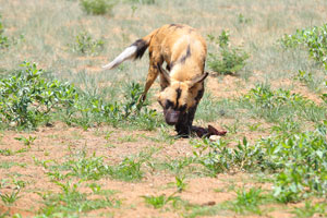 The African wild dog has very strong social bonds, stronger than those of lions and spotted hyenas