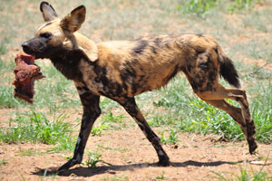 An African wild dog is running with a piece of meat
