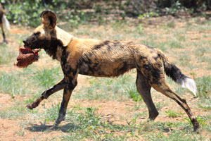 An African wild dog is running with a piece of donkey's meat