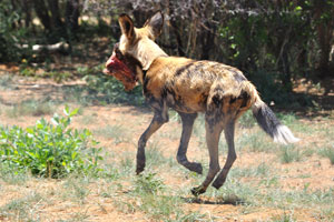 An African wild dog is running with a big piece of meat