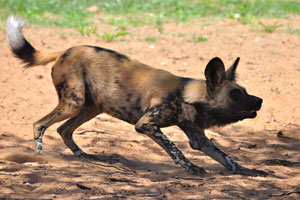The African wild dog lives in permanent packs consisting of 2-27 adults and yearling pups