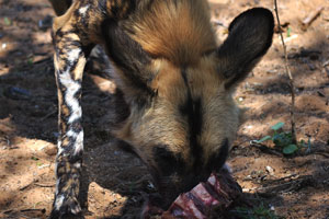 An African wild dog is eating a piece of meat