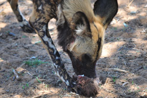 The African wild dog is a specialised pack hunter of common medium-sized antelopes