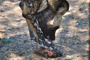 Male African wild dogs usually perform the task of grabbing dangerous prey, such as warthogs, by the nose