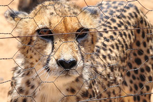 A cheetah is behind an electric fence