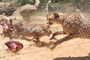 A fight for food between cheetahs looks like an explosion