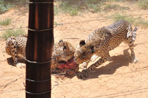 Two cheetahs with a piece of meat