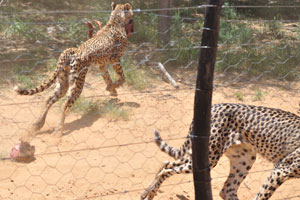 Cheetahs are running away with meat