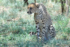 A cheetah is sitting in the grass