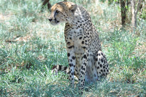 The cheetah “Acinonyx jubatus” is a large cat of the subfamily Felinae that occurs in Southern, North and East Africa