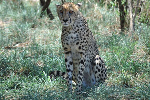 The lightly built, slender form of the cheetah is in sharp contrast with the robust build of the big cats